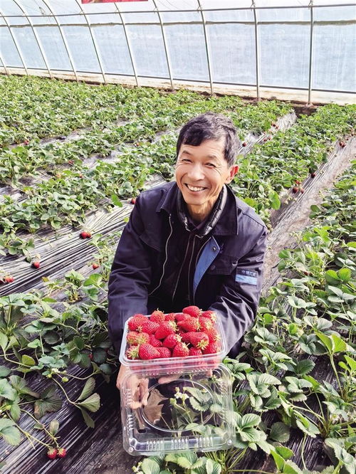 年货有 团宠 反季节果蔬销售火爆 兰州市各县区以高品质果蔬丰盈市民 菜篮子